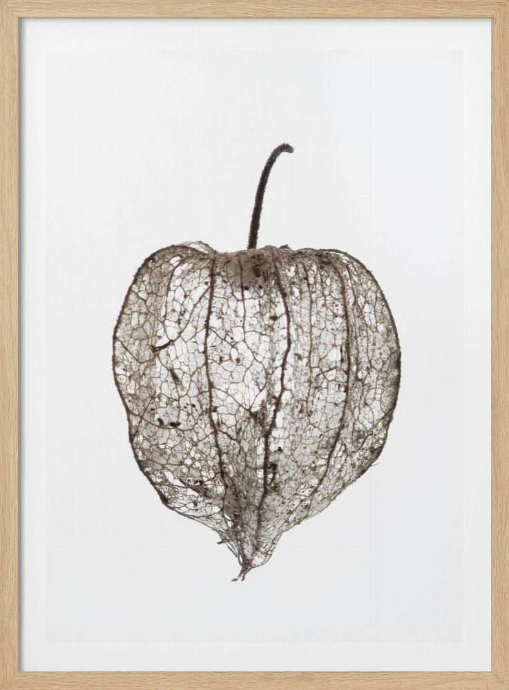 De sluier van de kwetsbare natuur | Poster