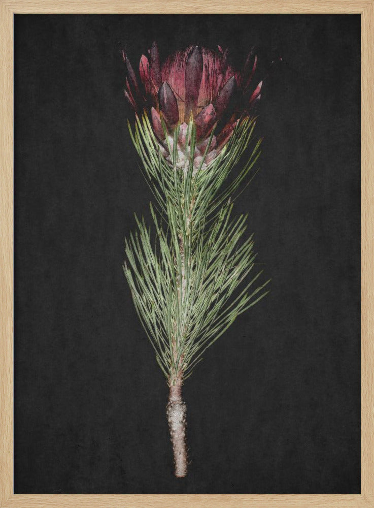 Protea Serenity | Poster