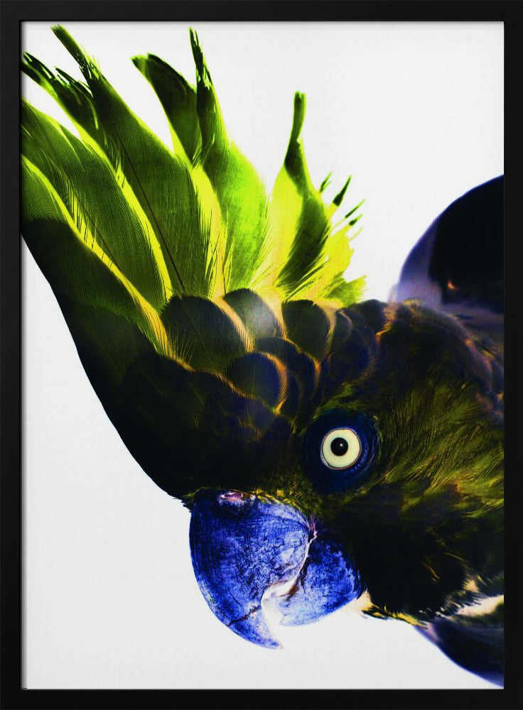 Levendige vogelblik | Poster