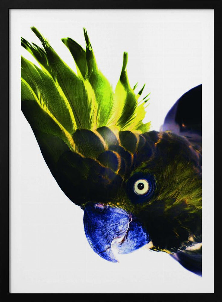 Levendige vogelblik | Poster