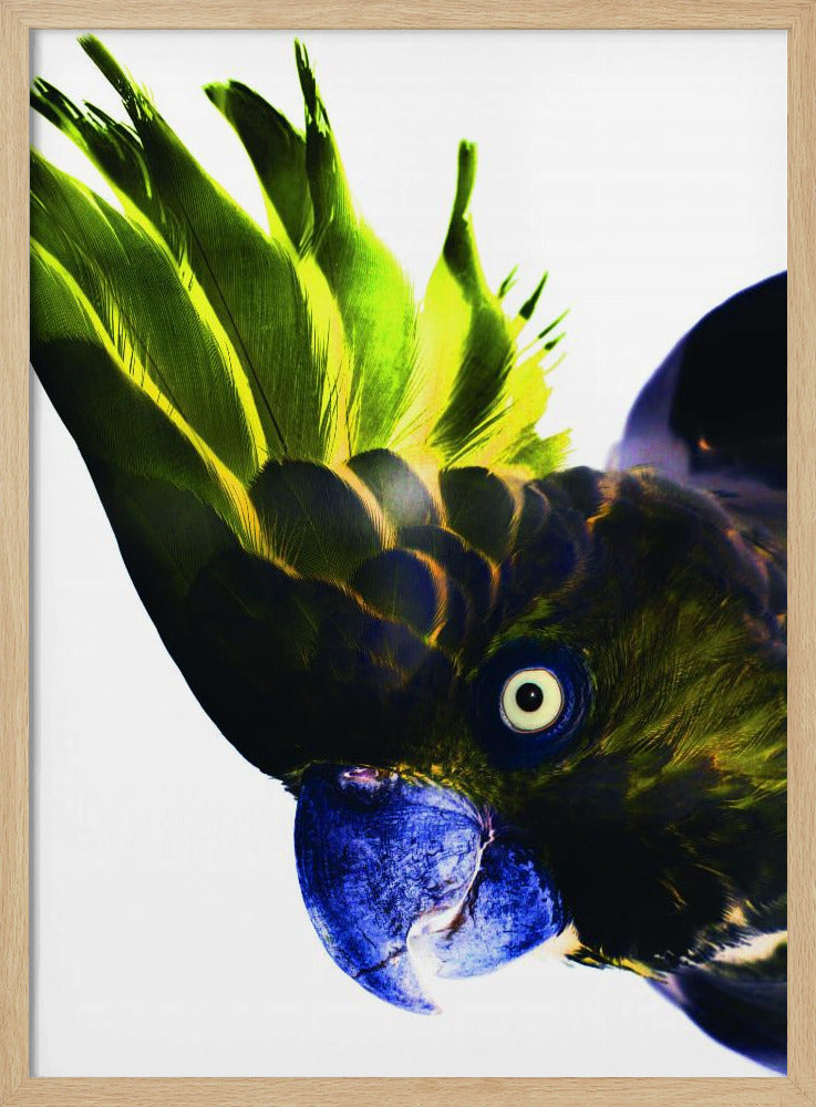 Levendige vogelblik | Poster