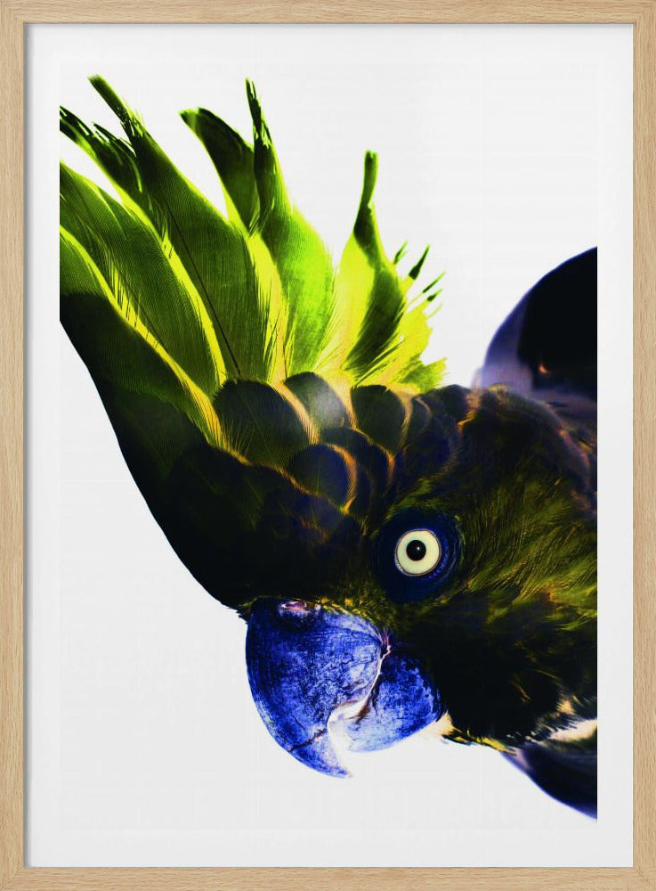 Levendige vogelblik | Poster
