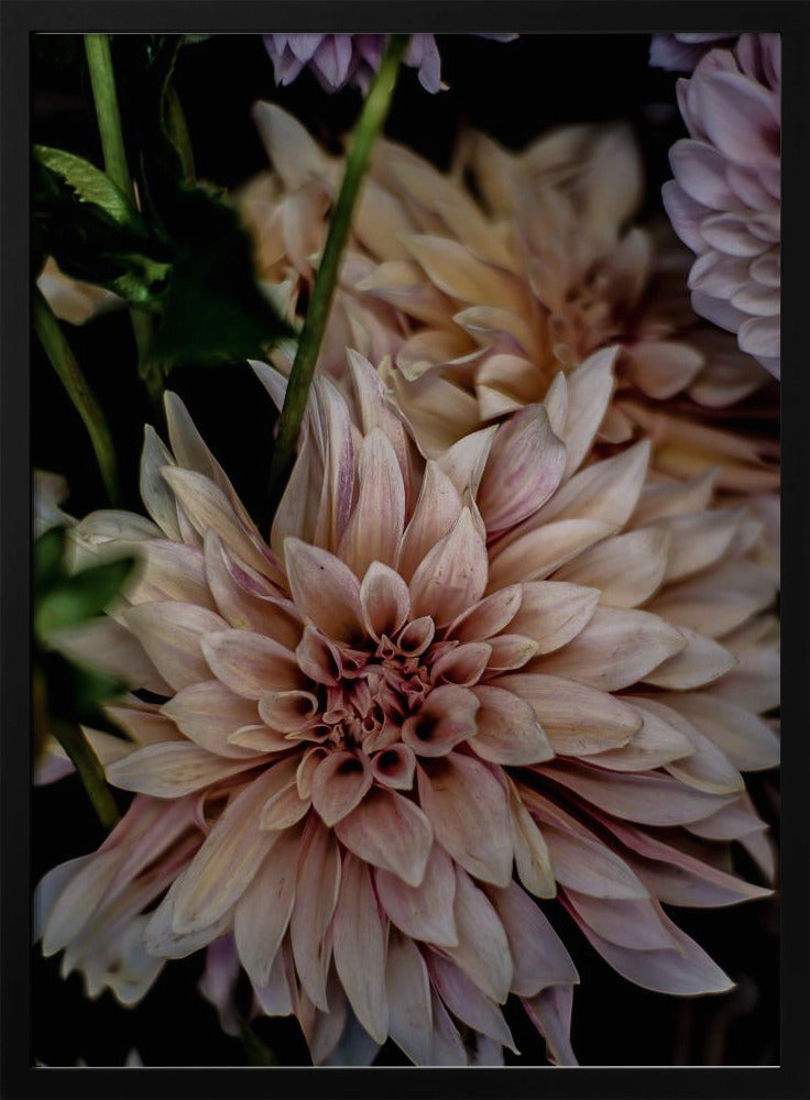 Petals in Bloom | Poster