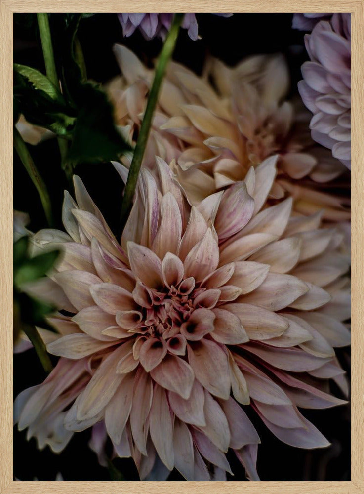 Petals in Bloom | Poster