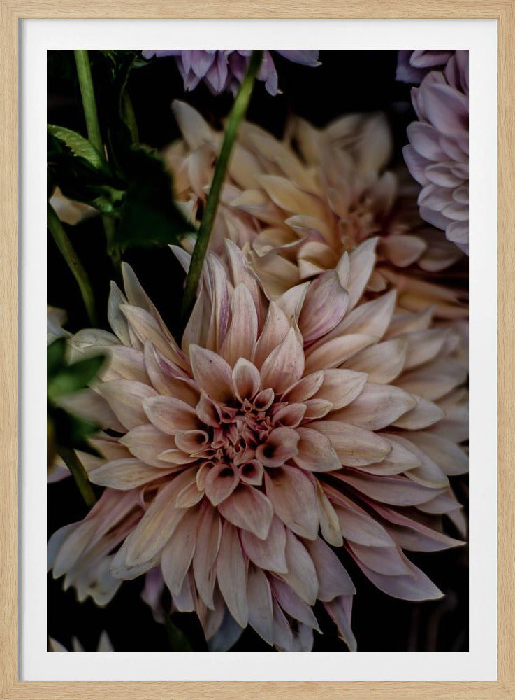 Petals in Bloom | Poster