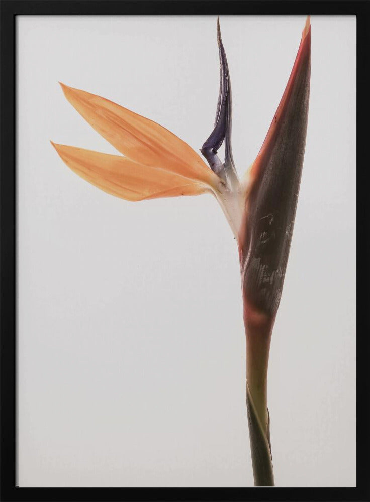 Vibrant Blossom | Poster