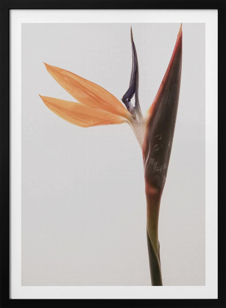 Vibrant Blossom | Poster