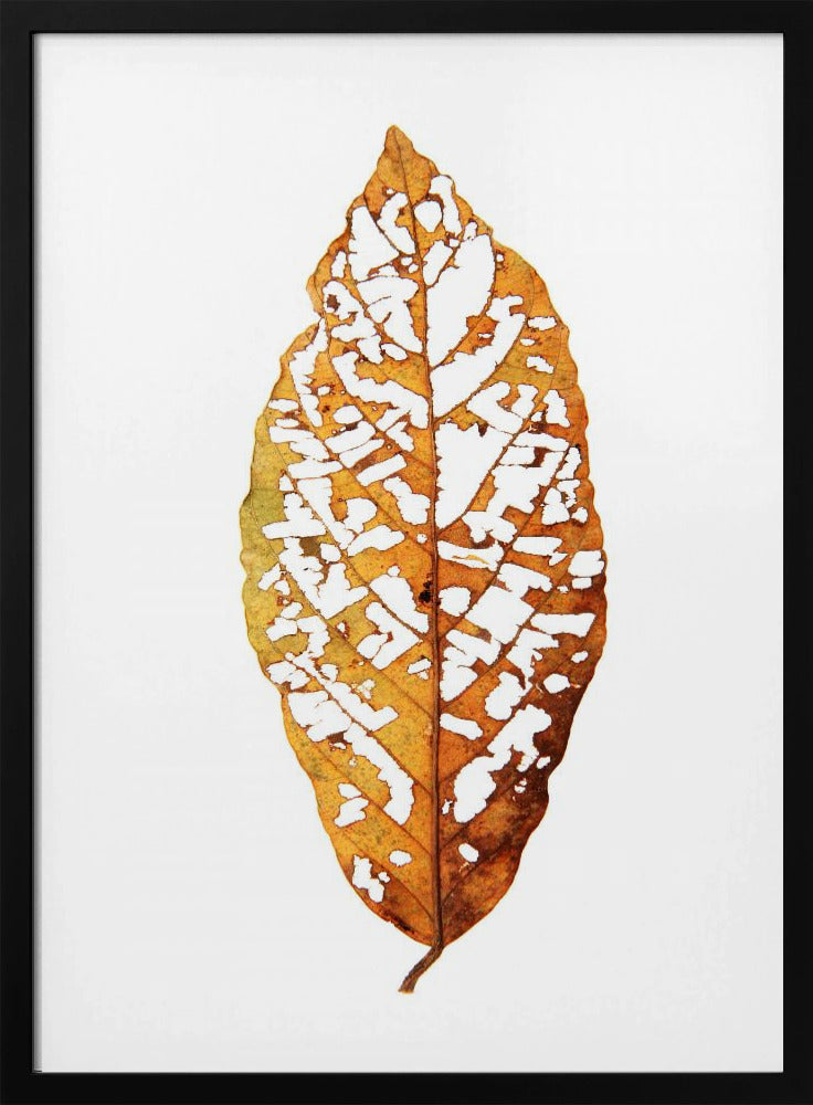 Bladskelet Essentie | Poster