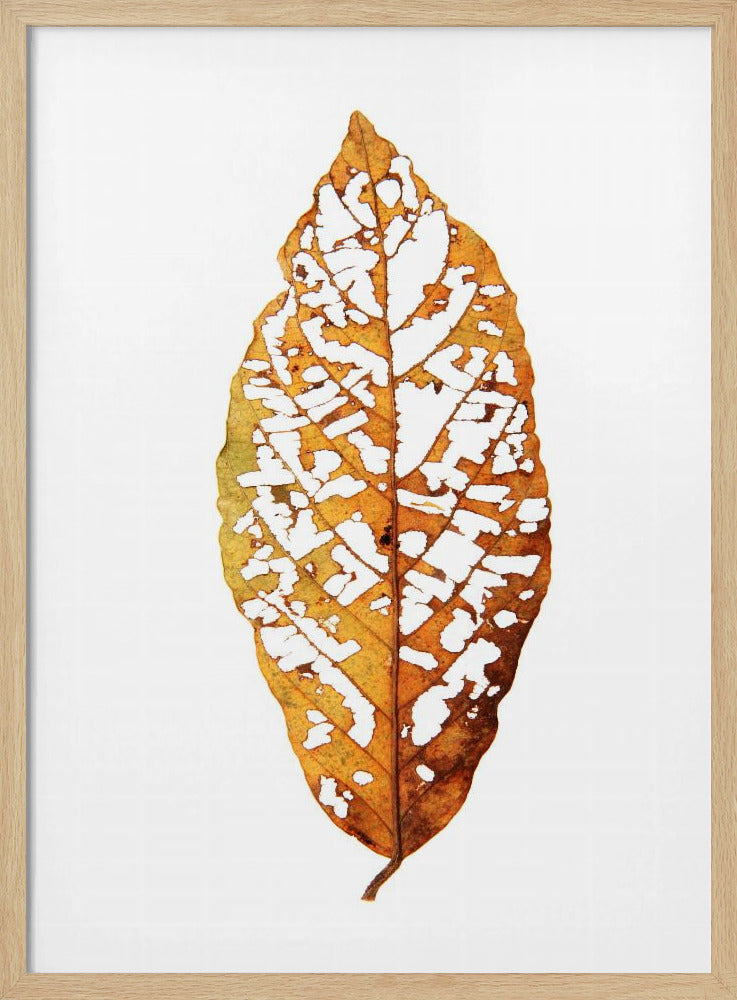 Bladskelet Essentie | Poster