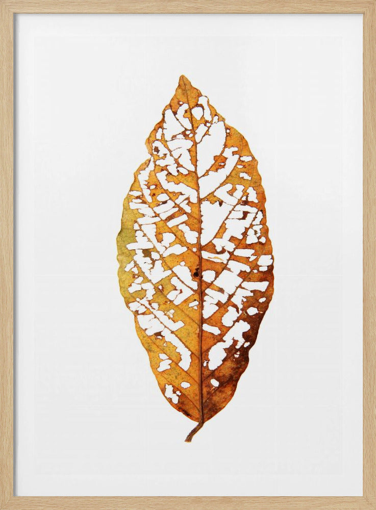 Bladskelet Essentie | Poster