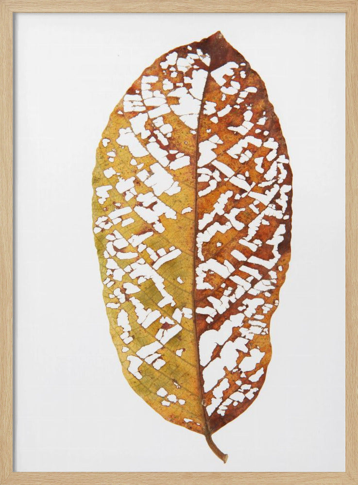 Faded Foliage Lace | Poster