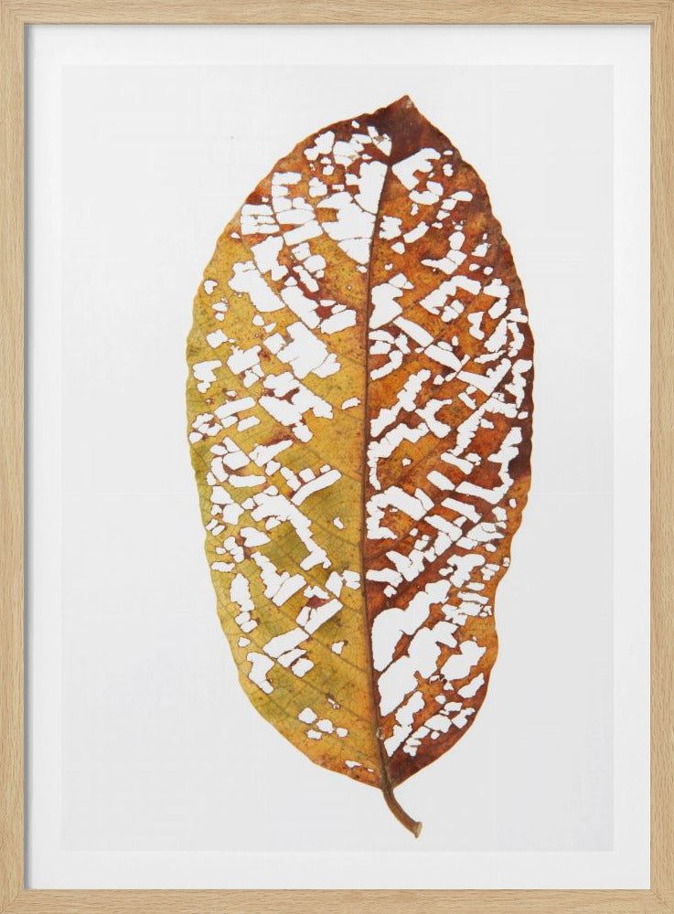 Faded Foliage Lace | Poster