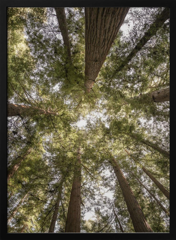 Schoonheid van de natuur | Poster