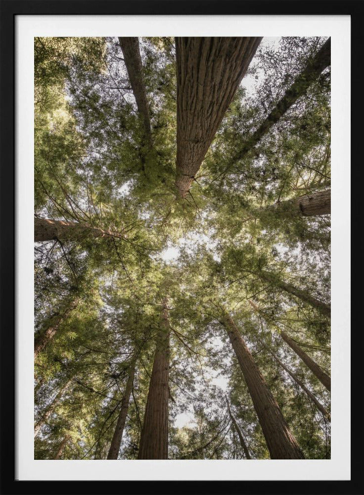 Schoonheid van de natuur | Poster