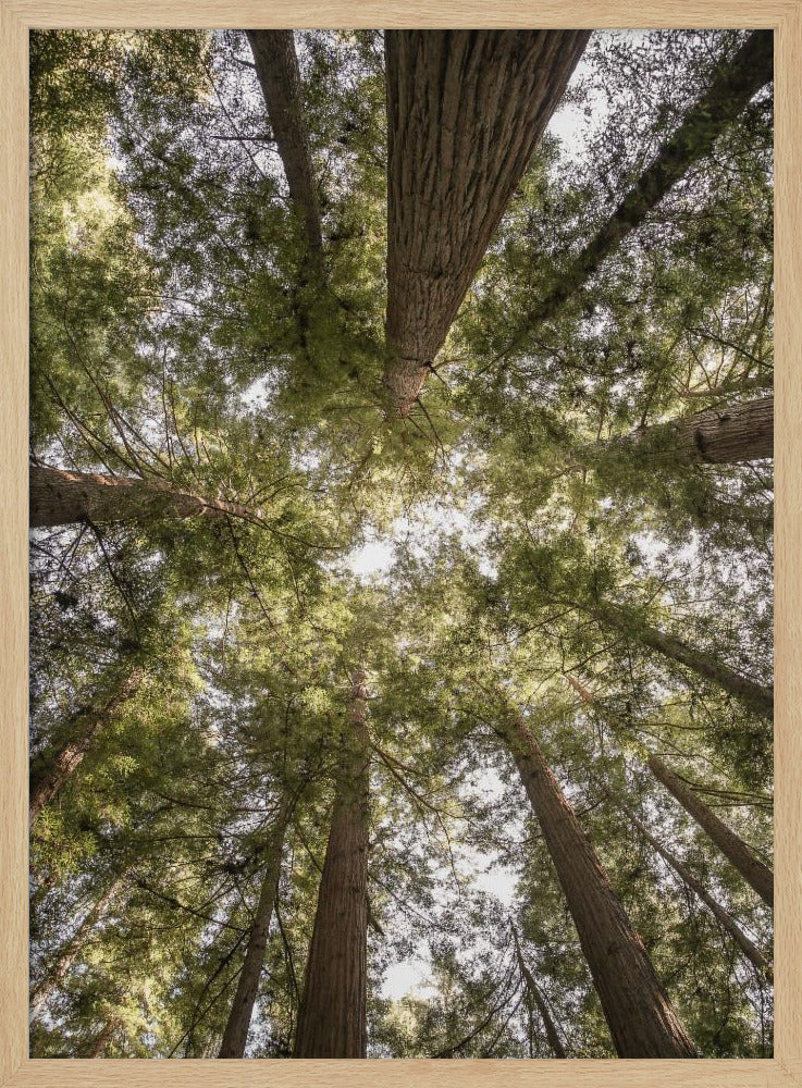 Schoonheid van de natuur | Poster