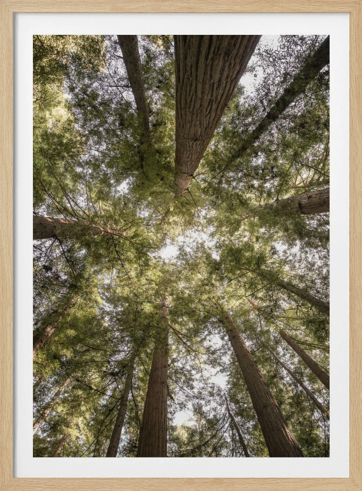 Schoonheid van de natuur | Poster