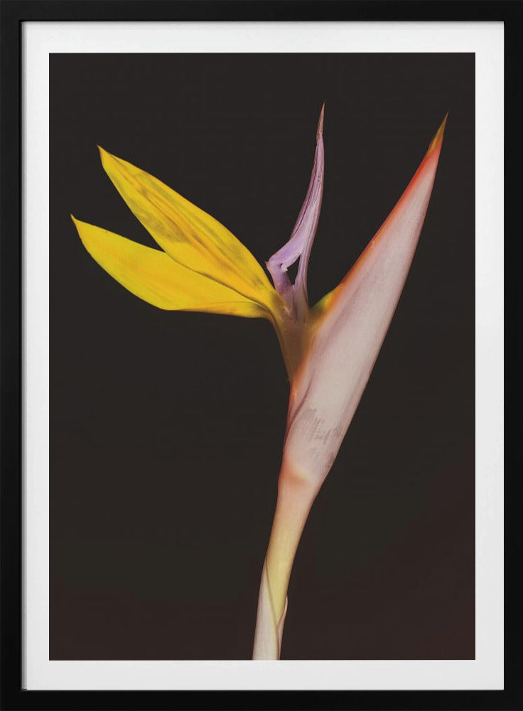 Exotic Blossom Glow | Poster