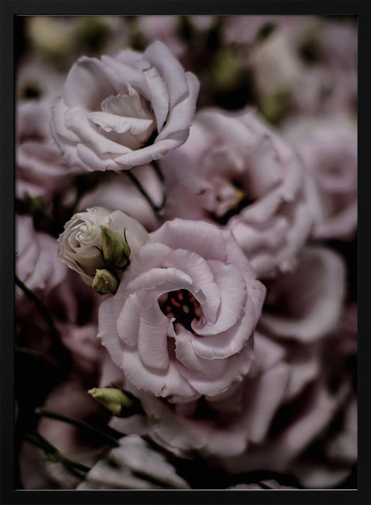 Delicate schoonheid van roze Lisianthus-bloem | Poster