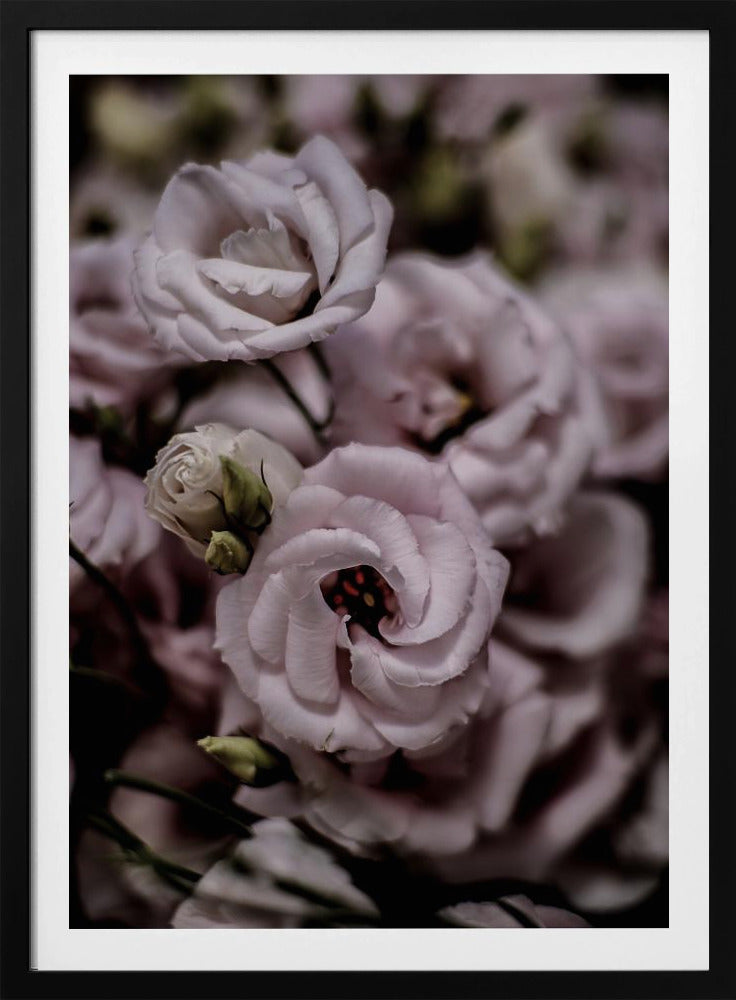 Delicate schoonheid van roze Lisianthus-bloem | Poster