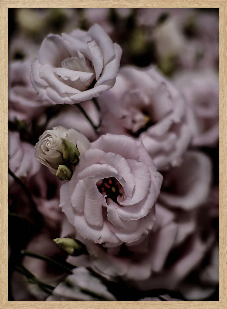 Delicate schoonheid van roze Lisianthus-bloem | Poster