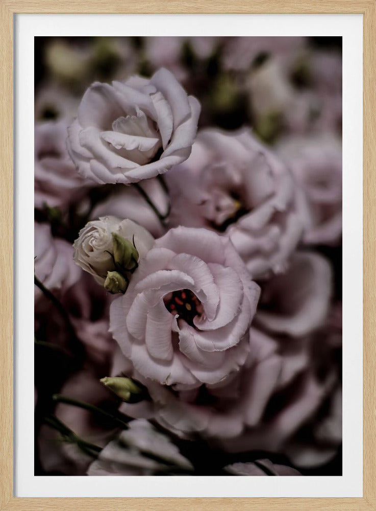 Delicate schoonheid van roze Lisianthus-bloem | Poster