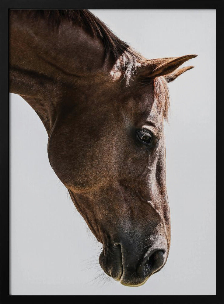Portret van een paardenkop | Poster