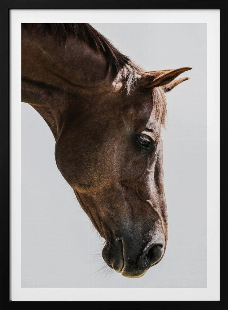 Portret van een paardenkop | Poster