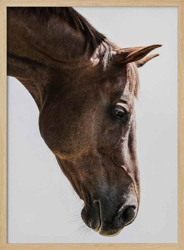Portret van een paardenkop | Poster