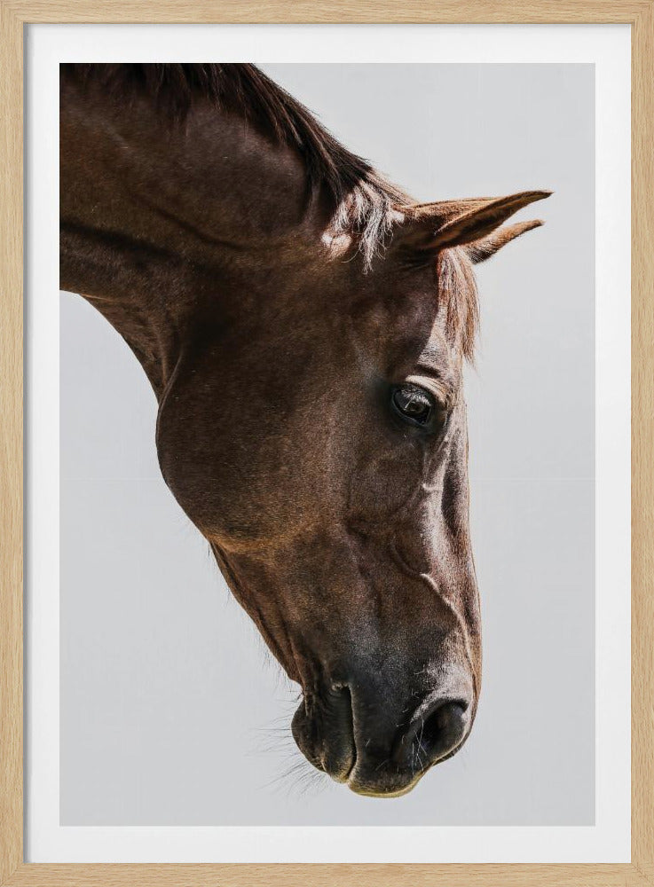 Portret van een paardenkop | Poster