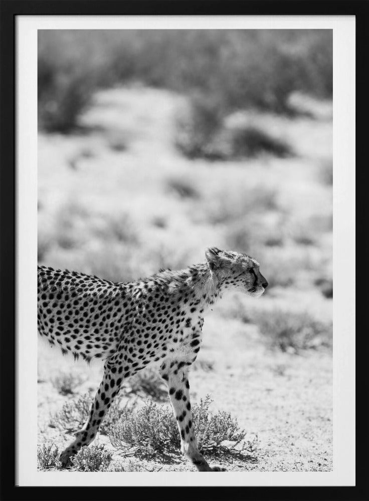 A Cheetah Walking | Poster