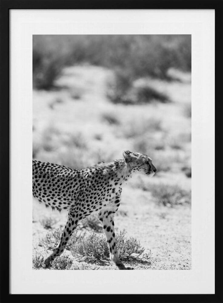 A Cheetah Walking | Poster