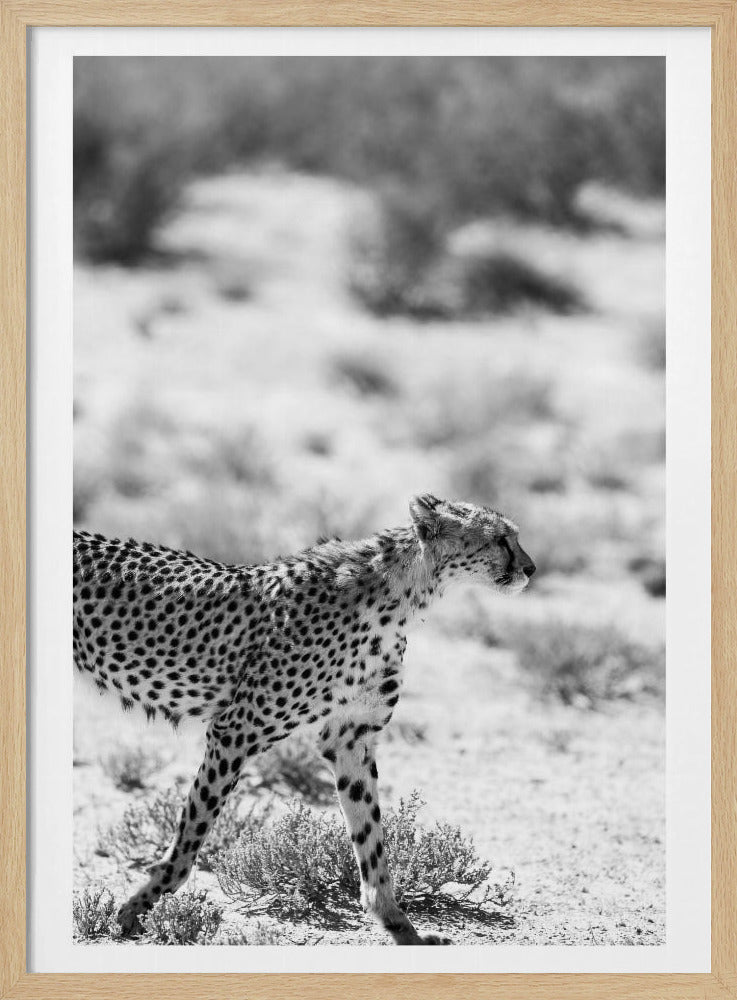 A Cheetah Walking | Poster