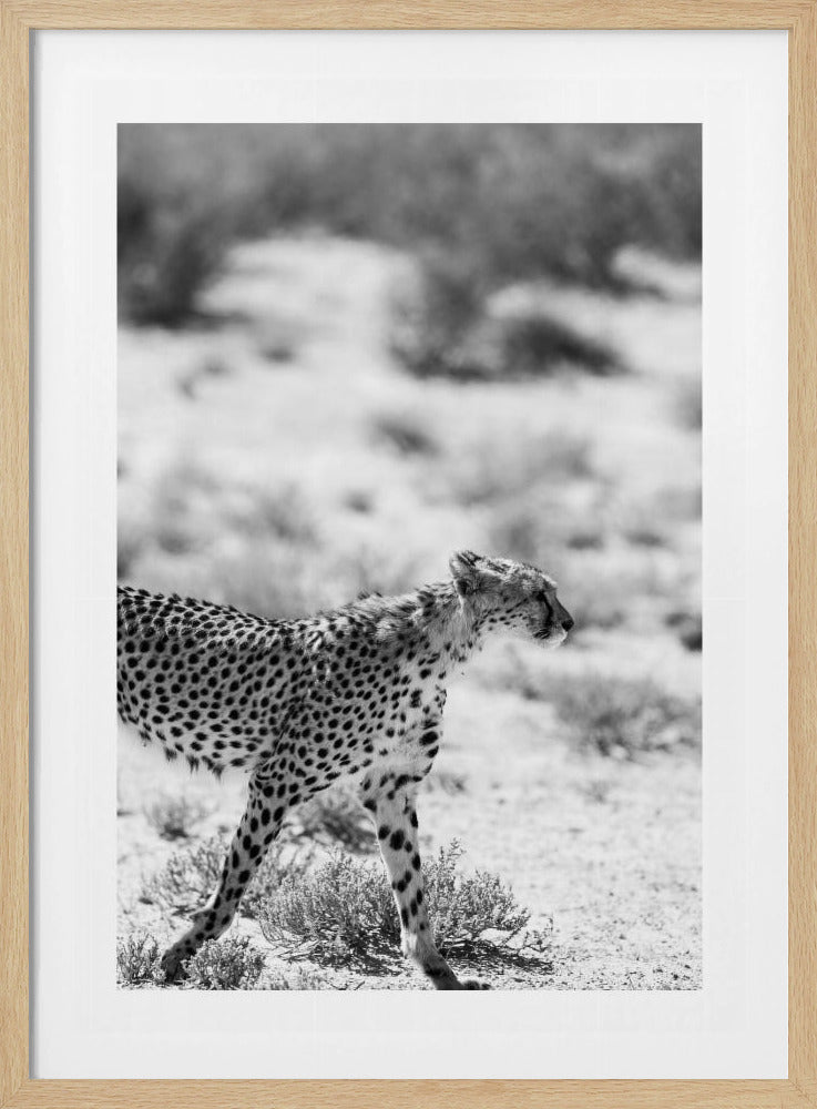 A Cheetah Walking | Poster