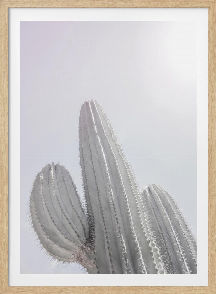 Minimalistische Cactus | Poster