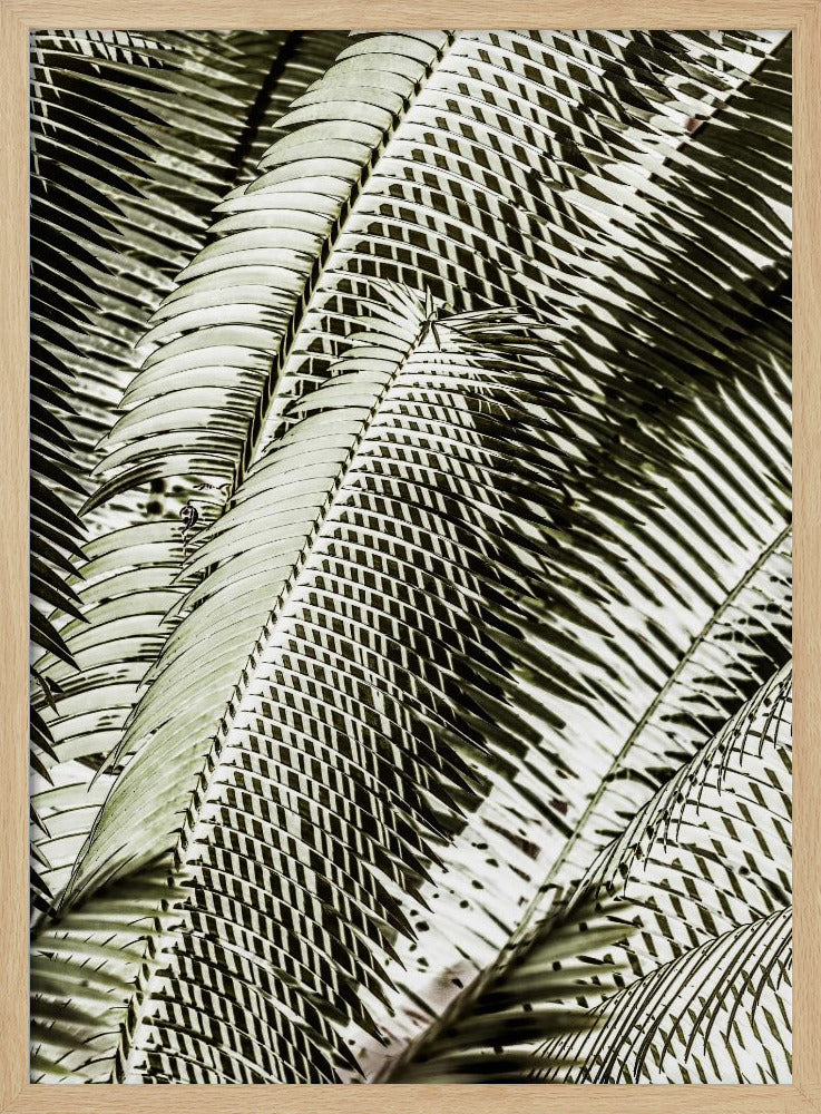 Schaduwdansen | Poster
