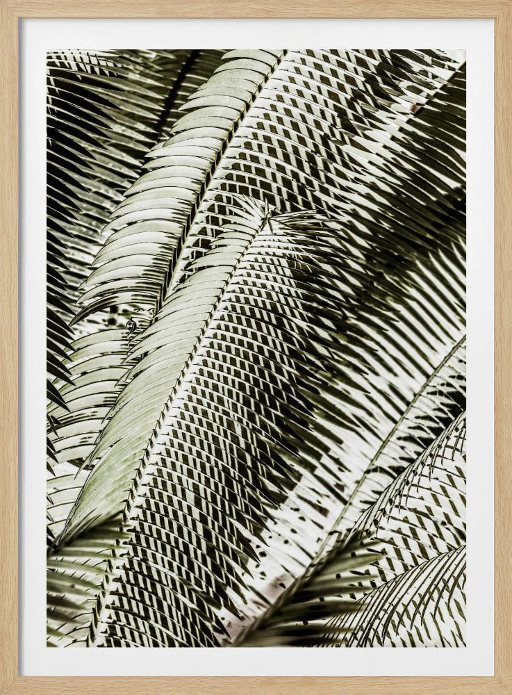 Schaduwdansen | Poster