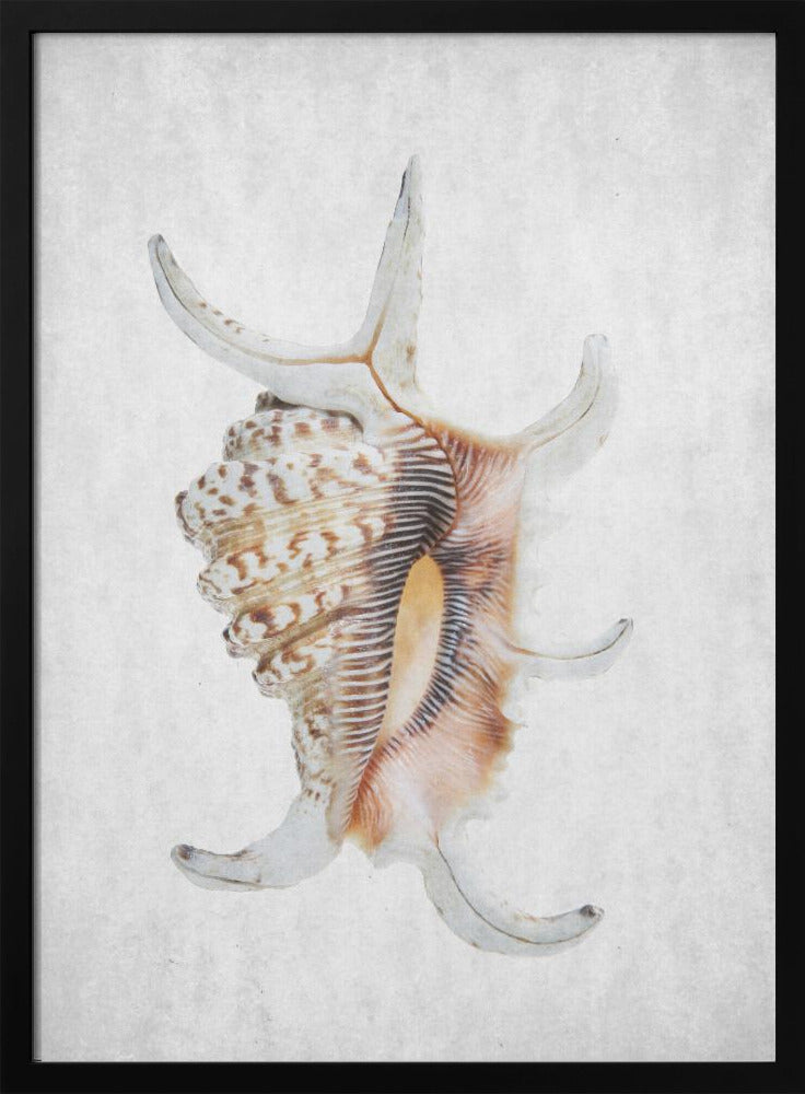 Spiraalschelp | Poster