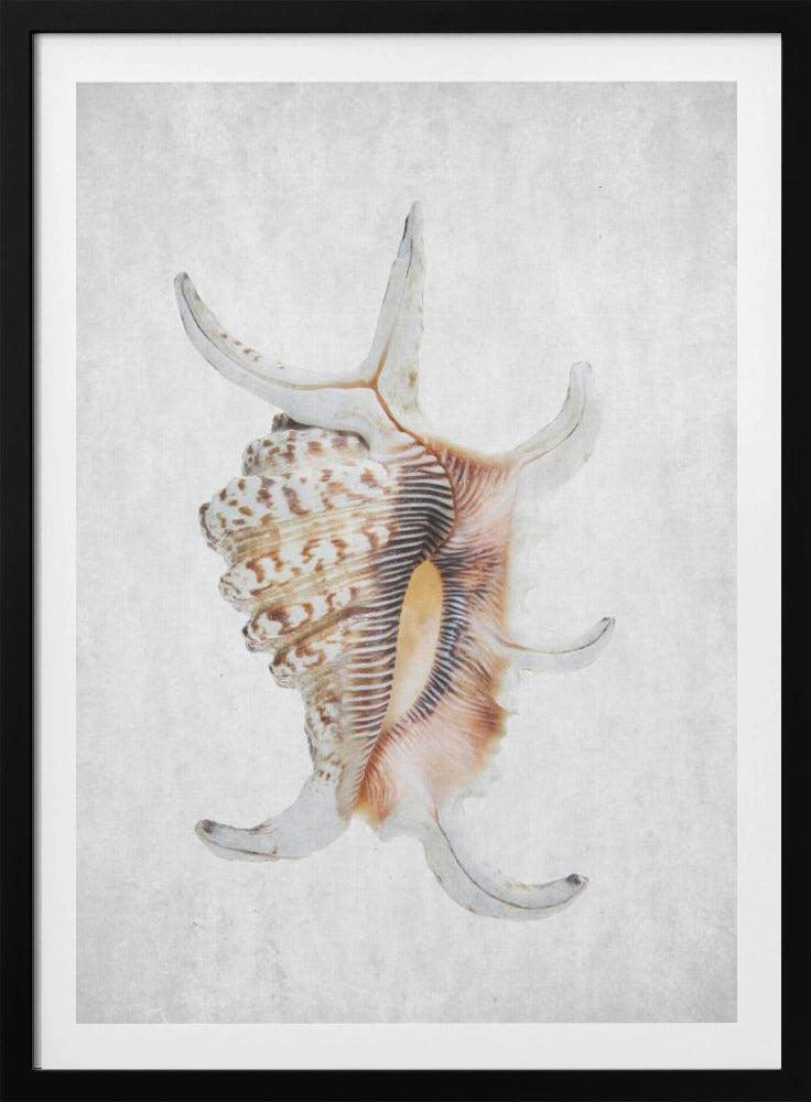 Spiraalschelp | Poster