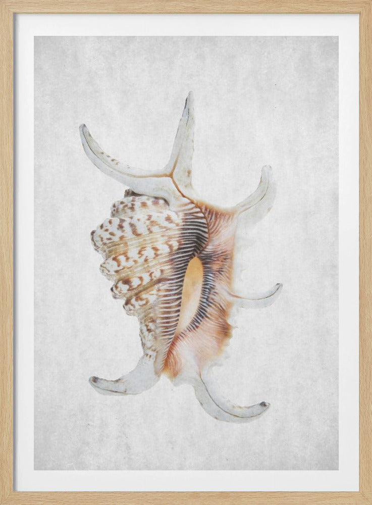 Spiraalschelp | Poster