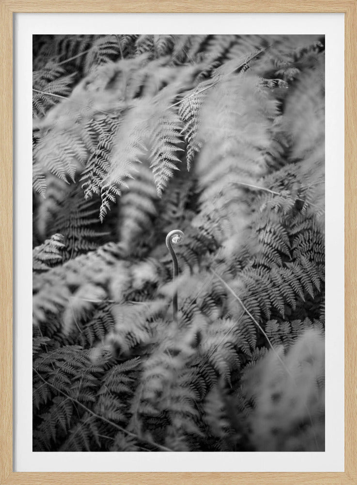 Zwart-witfoto | Poster