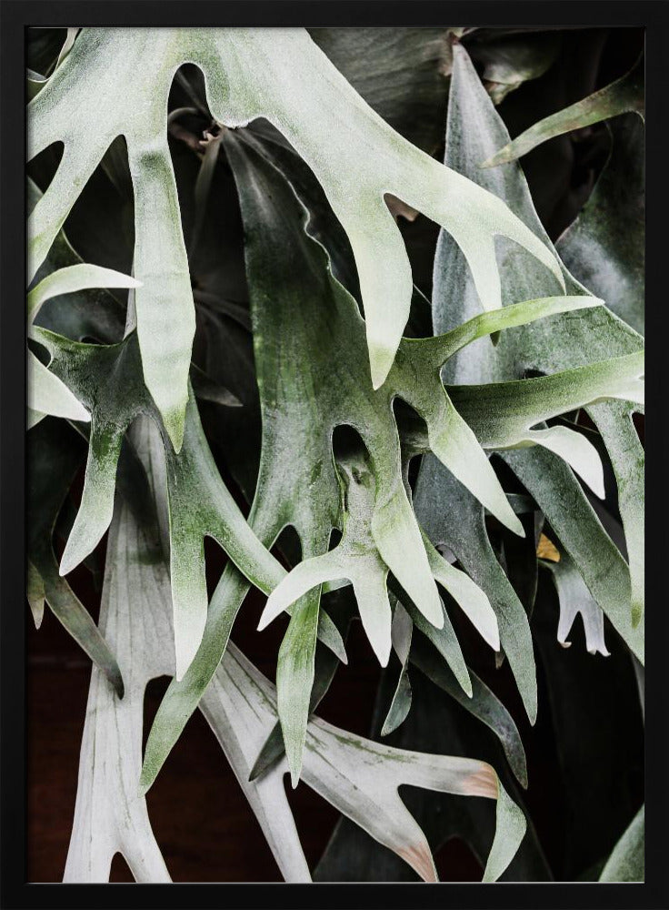 Betoverde bladeren | Poster