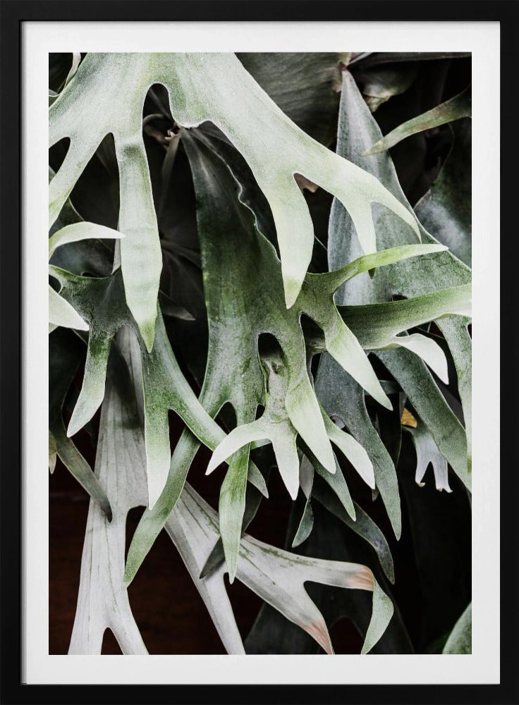 Betoverde bladeren | Poster