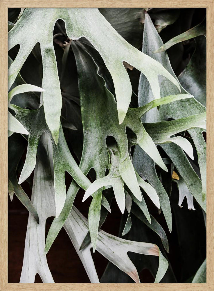 Betoverde bladeren | Poster