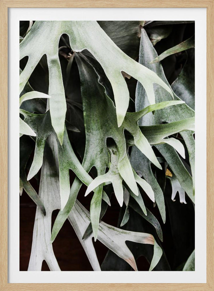 Betoverde bladeren | Poster