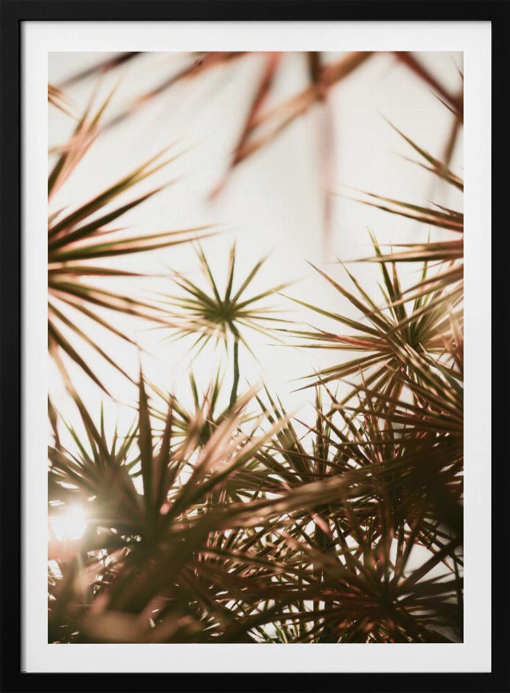Abstracte schoonheid van stekelige plant | Poster