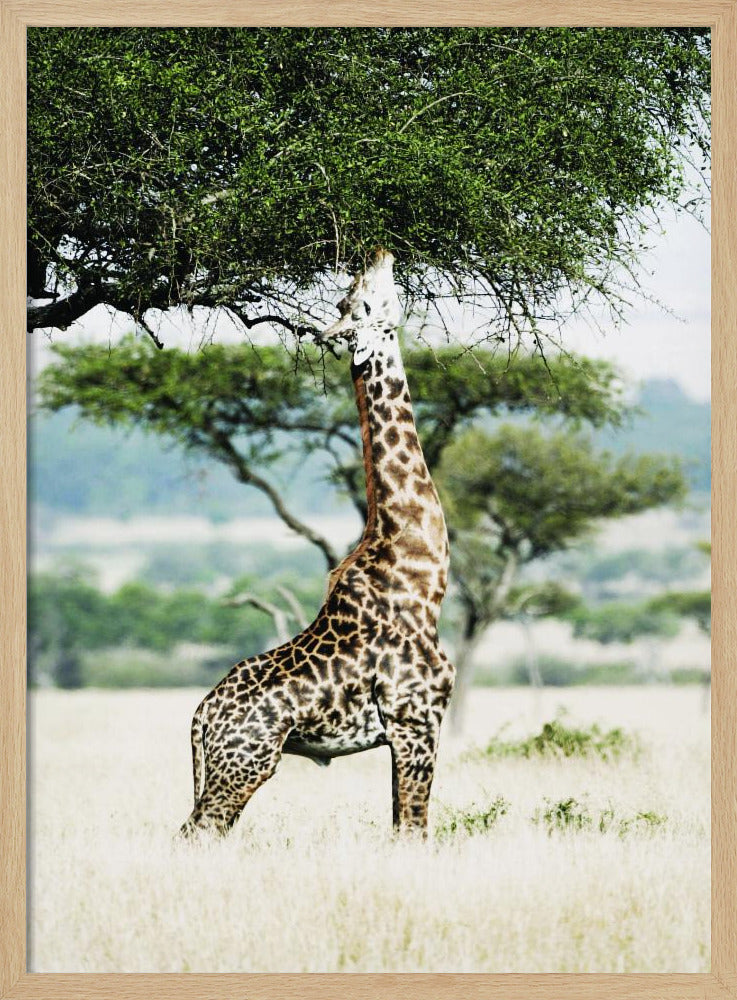 Majestueuze giraf strekt zich uit | Poster