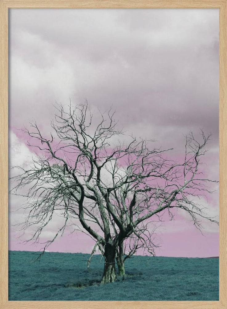 Kale boom tegen een dromerige roze lucht | Poster