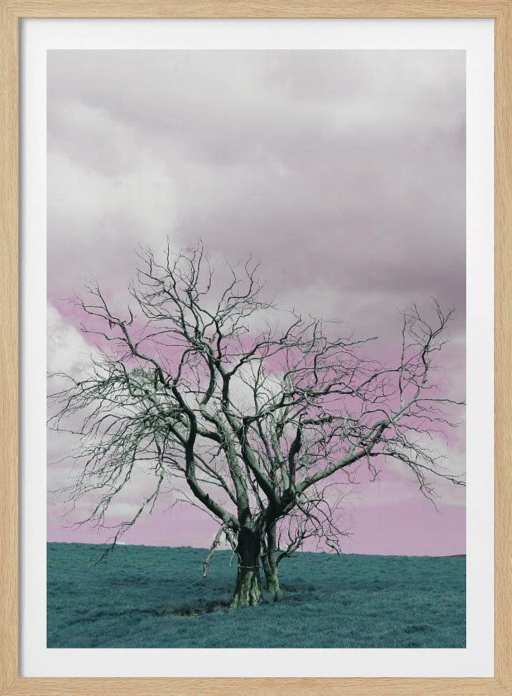 Kale boom tegen een dromerige roze lucht | Poster