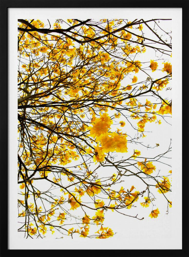 Gouden Luifel Uitbarsting | Poster
