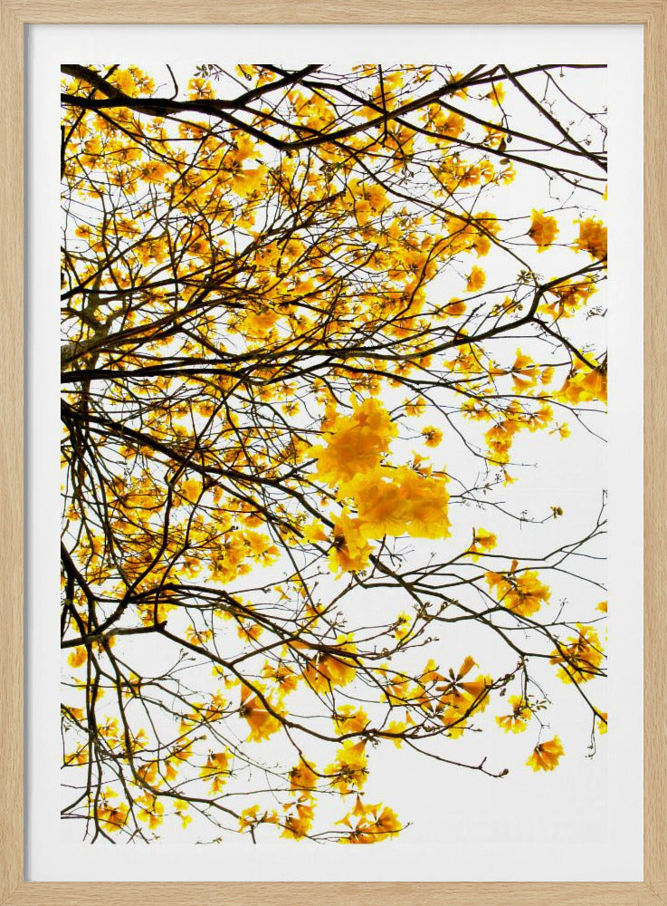 Gouden Luifel Uitbarsting | Poster